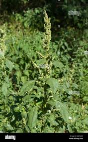 Attēlu rezultāti vaicājumam “Amaranthus retroflexus flower”