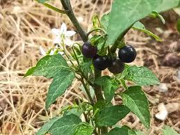 Attēlu rezultāti vaicājumam “Solanum nigrum”