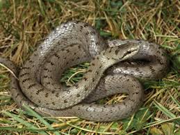 Attēlu rezultāti vaicājumam “Coronella austriaca adult”