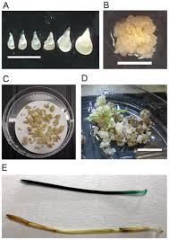Attēlu rezultāti vaicājumam “Brachypodium sylvaticum fruit”