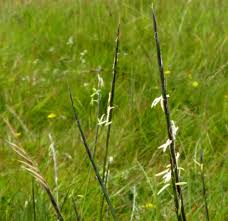Attēlu rezultāti vaicājumam “Nardus stricta”