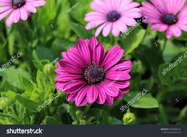 Image result for Bellis perennis