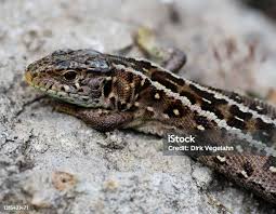 Attēlu rezultāti vaicājumam “Lacerta agilis female”