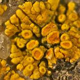 Attēlu rezultāti vaicājumam “Caloplaca scopularis”