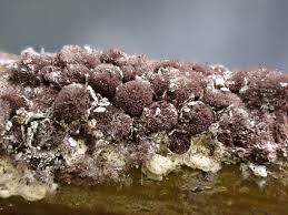 Attēlu rezultāti vaicājumam “Diderma cingulatum spores”