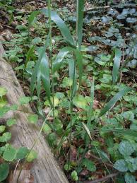 Attēlu rezultāti vaicājumam “Hordelymus europaeus”