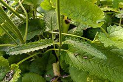 Attēlu rezultāti vaicājumam “Stachys officinalis leaf”