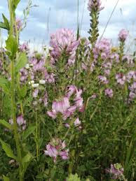 Attēlu rezultāti vaicājumam “Ononis arvensis leaf”