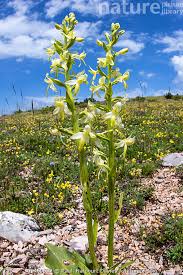 Attēlu rezultāti vaicājumam “Platanthera chlorantha flower”