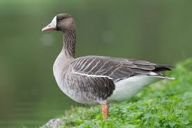 Attēlu rezultāti vaicājumam “Anser albifrons”