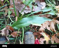 Attēlu rezultāti vaicājumam “Alisma lanceolatum leaf”
