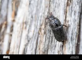 Attēlu rezultāti vaicājumam “Sinodendron cylindricum female”