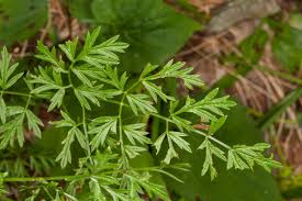 Attēlu rezultāti vaicājumam “Cnidium dubium”