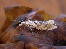 Attēlu rezultāti vaicājumam “Ypsolopha asperella”