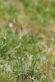 Attēlu rezultāti vaicājumam “Luzula luzuloides fruit”