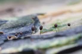 Attēlu rezultāti vaicājumam “Comatricha nigra spores”