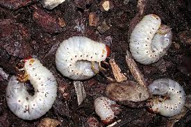 Attēlu rezultāti vaicājumam “Oryctes nasicornis larva”