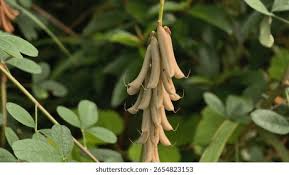 Attēlu rezultāti vaicājumam “Glyceria striata fruit”