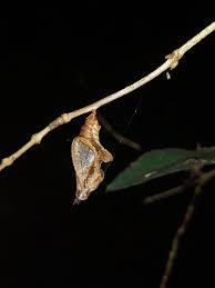 Attēlu rezultāti vaicājumam “Limenitis camilla upperside”