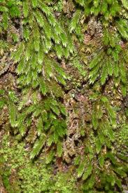 Attēlu rezultāti vaicājumam “Leucodon sciuroides”