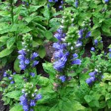 Attēlu rezultāti vaicājumam “Eleocharis palustris flower”