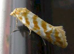 Attēlu rezultāti vaicājumam “Aethes margaritana”