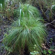 Attēlu rezultāti vaicājumam “Carex elongata”