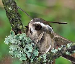 Attēlu rezultāti vaicājumam “Hyles gallii imago”