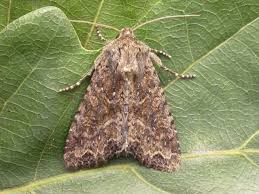 Attēlu rezultāti vaicājumam “Apamea remissa”