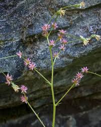 Attēlu rezultāti vaicājumam “Saxifragaceae”