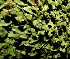 Attēlu rezultāti vaicājumam “Bryoerythrophyllum recurvirostrum sporophyte”