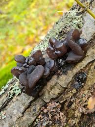 Attēlu rezultāti vaicājumam “Exidia glandulosa”