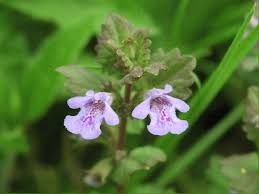 Attēlu rezultāti vaicājumam “Glechoma hederacea flower”