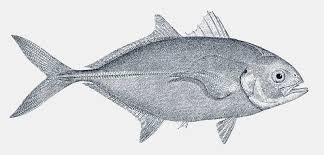 Image result for Caranx crysos