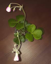 Attēlu rezultāti vaicājumam “Oxalidaceae”