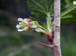 Attēlu rezultāti vaicājumam “Ribes uva-crispa flower”