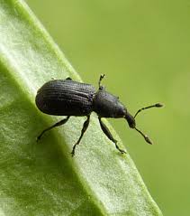 Attēlu rezultāti vaicājumam “Magdalis sp.”