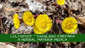 Attēlu rezultāti vaicājumam “Tussilago farfara fruit”