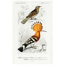 Image result for hoepoe