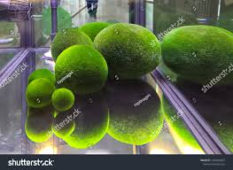 Imagini pentru Cladophora aegagropila