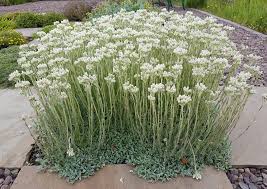 Attēlu rezultāti vaicājumam “Antennaria dioica fruit”