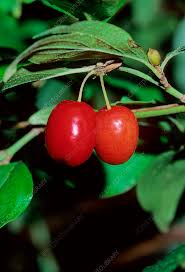 Attēlu rezultāti vaicājumam “Cornus mas fruit”