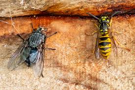 Attēlu rezultāti vaicājumam “Vespula rufa”