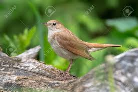 Image result for Luscinia sibilans