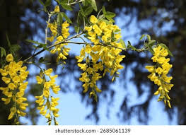 Attēlu rezultāti vaicājumam “Laburnum anagyroides flower”