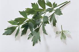 Image result for Liebstöckel