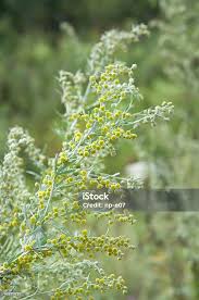 Attēlu rezultāti vaicājumam “Artemisia absinthium flower”
