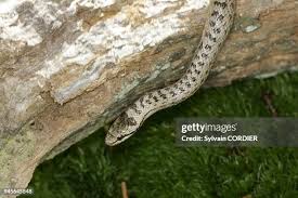 Attēlu rezultāti vaicājumam “Coronella austriaca adult”