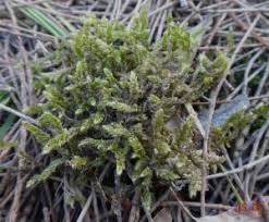 Attēlu rezultāti vaicājumam “Hypnum cupressiforme var. lacunosum”