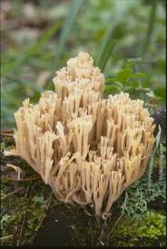 Attēlu rezultāti vaicājumam “Clavicorona pyxidata”